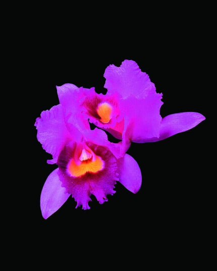 Opeth - Orchid [Reissue]