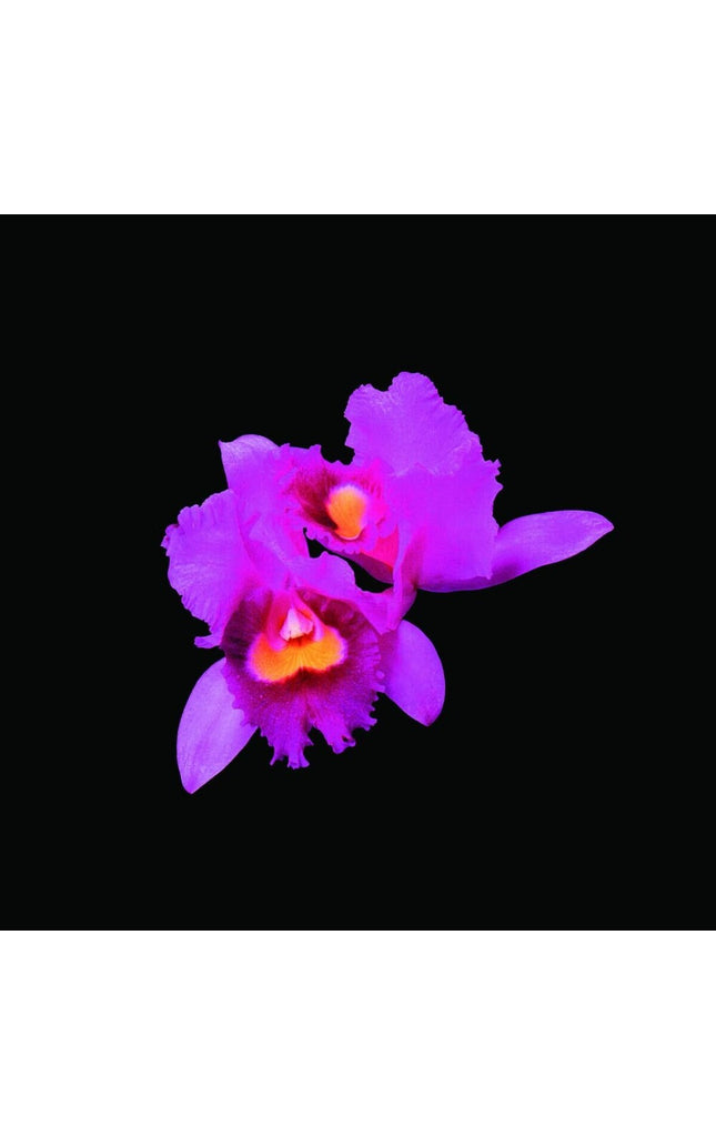 Opeth - Orchid [Reissue]